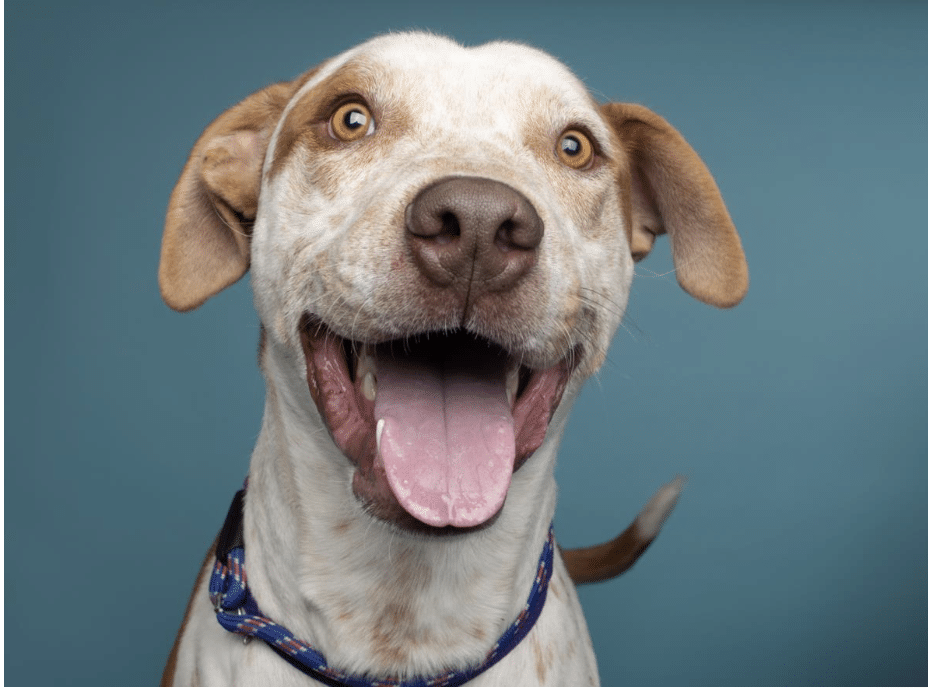 Non-Specific, mixed breedl brown and white; 77 lbs. Available for adoption at Dumb Friends League in CO.